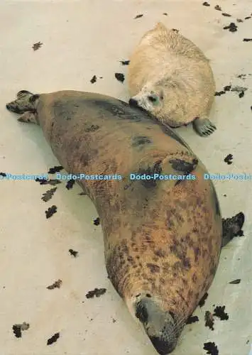 D294554 Gweek. Cornish Seal Sanctuary. Sheba füttert ihr Baby. Beric Tempest. St
