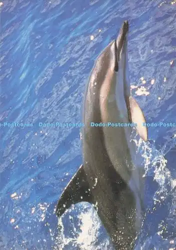 D294616 Ein gewöhnlicher Delfin bricht die Oberfläche, da er mit I.F.A.W.Re Schritt hält