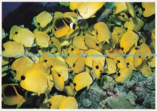 D294651 Zitronenschmetterlinge. Schlag. Ed Robinson. PM. Honolulu. 1993