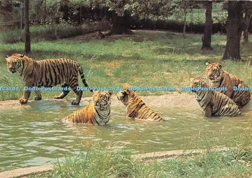 D292479 Bengal Tigers. Royal Windsor Safari Park. J. Arthur Dixon