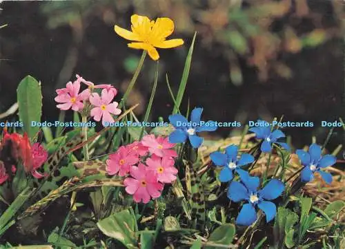 D292501 Bayerische Enzian- und Mealyprimel. Stehli. PM. Rugby