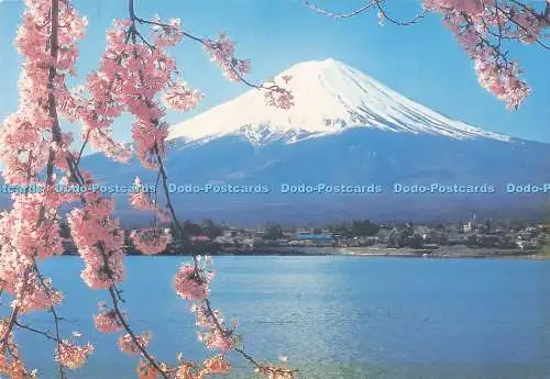 D294733 Mt. Fuji und Kirschblüten. Fukui Asahido. Asahi Karte