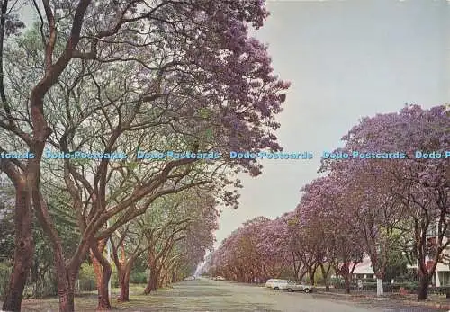 D294734 Salisbury. Rhodesien. Jacaranda Bäume in der Montagu Avenue. A Veld Life Card