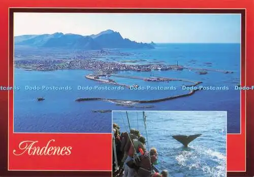 D297661 Andenes. Norwegen. Pottwal Tauchen. Zum Foto. Hanne Strager. Multi View