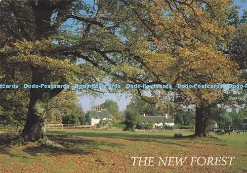 D292620 The New Forest. Schwanengrün in der Nähe von Lyndhurst. J. Salmon. Sevenoaks. Kent