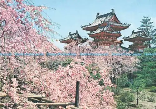 D292631 Die Kirschblüten. Der Heian-Schrein
