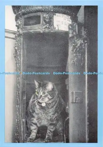 D294843 Postkatzen. Tibs. Postzentrale. Nationales Postmuseum. Voll