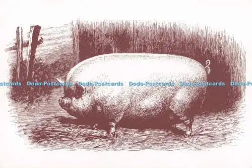 D294908 Nr. 9. Ein kleines weißes Wildschwein. Das Eigentum von Königin Victoria von Stephens.