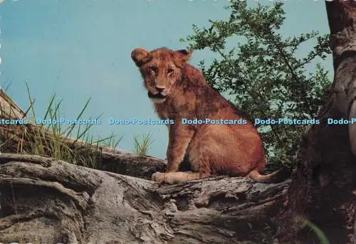 D292915 Afrikanische Tierwelt. Das Löwenjunges. Afrika in Bildern. Die Elite