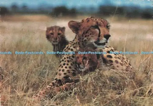 D292916 Gepard. Die Elite. Postkarte