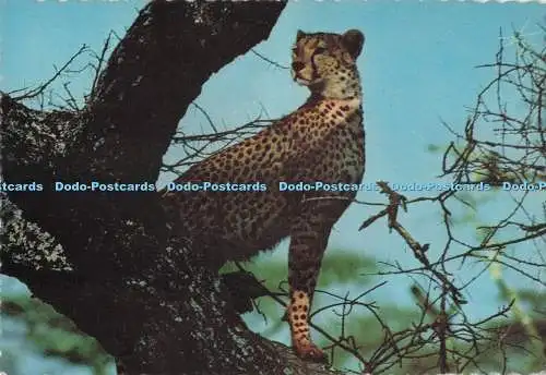 D292917 Afrikanische Tierwelt. Gepard. Afrika in Bildern. Die Elite
