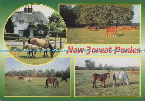 D295231 New Forest Ponys. J. Salmon. Sevenoaks. Kent. Multi View