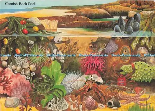 D295237 Cornish Rock Pool. Murray King. Studio Casa Mia. St. Ives. Cornwall. Pos