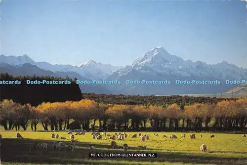 D295244 N.Z.Mt. Kochen von Glentanner. Bildpublikationen. Tiki Postkarte
