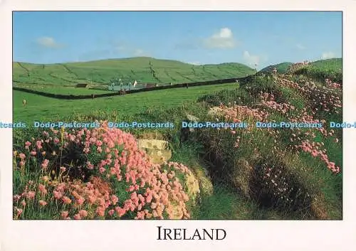 D295245 Irland. Cottage eingebettet zwischen den sanften Hügeln von West Cork. Real I