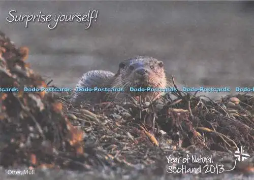 D293124 Mull. Otter. Überraschen Sie sich selbst