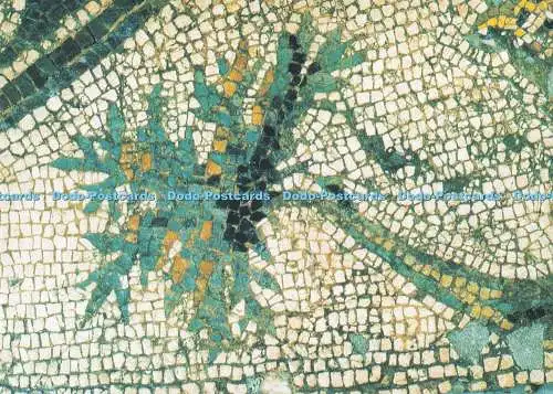 D293236 Dewnja. Das Mosaikmuseum. Olivenbaum. Septemvri