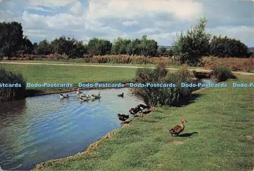 D298350 Gloucestershire. Slimbridge. The Wildfowl Trust. Blick auf den Rushy Pen f