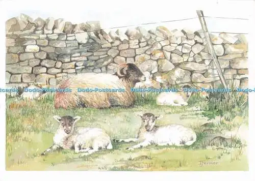 D295446 Swaledale Mutterschafe und Lämmer. Richter. C. 15709. X. Ida Fermor