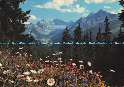 D295447 Clavadeler Alp. Davos. Gegen Sertigtal. Furter Davos