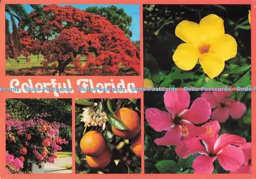 D295448 Colorful Florida. Curteichcolor. 1989. Multi View