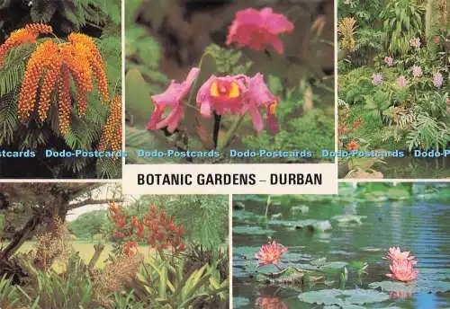 D295457 Durban. Botanische Gärten. Südafrika. Constantia Grüße. F. Busarell