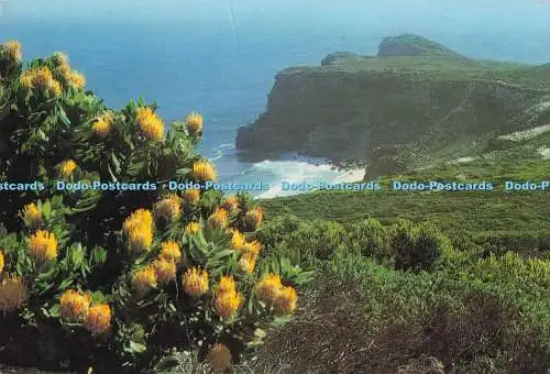 D295469 Südafrika. Kap der Guten Hoffnung. Constantia Grüße. Ron Boardman
