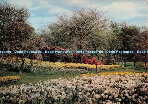 D298373 Edinburgh. The Royal Botanic Garden. Narzissen auf dem Hügel. Krone. Scotl