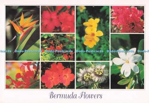 D293332 Bermuda. Blumen. Prime Products. Werner J. Bertsch. Multi View