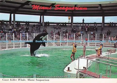 D293369 Miami Seaquarium. Riesiger Killerwal. Gulfstream Card
