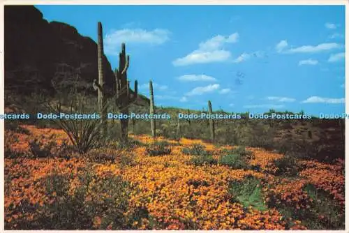 D293374 Desert Poppies Blanket the Mountain Side at Picacho Peak in Southern Ari