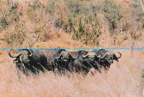 D298485 Buffalo. Syncerus Cafer. Tourist Promotion in Africa Ltd
