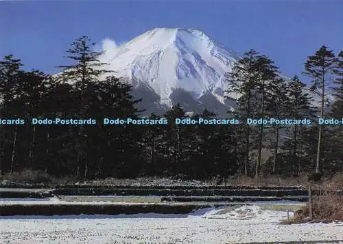 D293461 Japan. Kiefernwald am Fuße des Mt. Fuji. Fukuda Karte