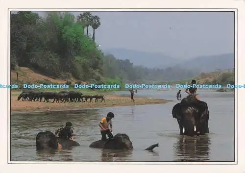 D295744 Ein Fluss in Thailand ist ein Bad für Büffel und Elefanten. John Everingham