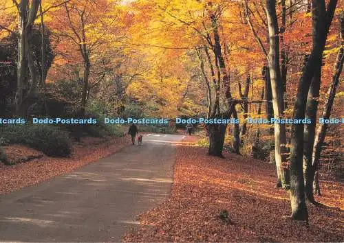 D293543 Bucks. Halse Drive. Burnham Beeches. K.J