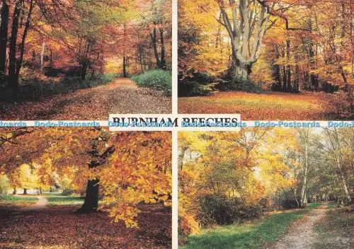 D293544 Burnham Beeches. Herbsttönungen. K. J. Multi View