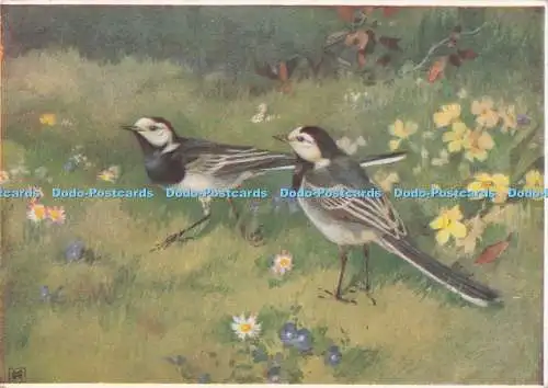 D295790 Bachstelze oder Bachstelze. The Medici Society. London. Medici Bird S