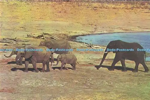 D295831 Simbabwe. Elefantenfamilie. Big Game. David Trickett