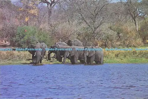 D295832 Elefant am Rande des Kariba-Sees. Big Game. David Trickett