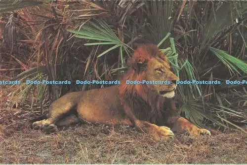 D295833 Simbabwe. Wankie. Löwe. Löwe. Big Game. David Trickett