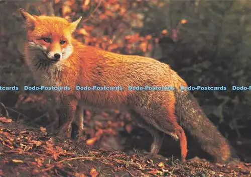 D295836 Rotfuchs. J. Arthur Dixon. Sammlerkarte. Wild Animals of Britain. Hans R