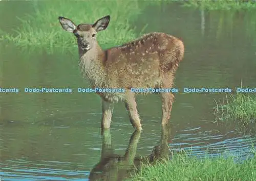 D295838 Red Deer Calif. J. Arthur Dixon. D. Balharry
