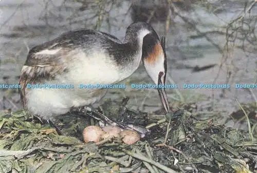 D295839 Great Crested Grebe. J. Arthur Dixon. Newport. I.W. England. Thomas Wal