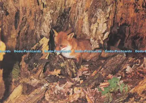 D295841 Fuchs verlässt seine Höhle. J. Arthur Dixon