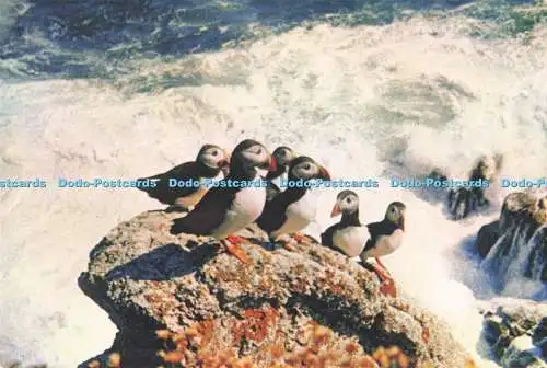 D295845 Papageientaucher. J. Arthur Dixon. John Ogilvie