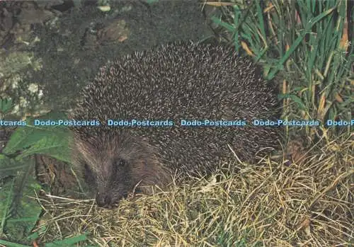 D295849 Igel. J. Arthur Dixon. Wild Animals of Britain. Nr. 2. I.R. Beames