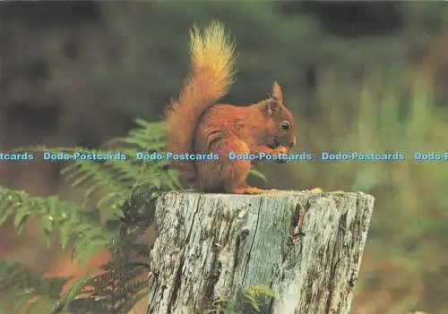 D295850 rotes Eichhörnchen. J. Arthur Dixon. Wild Animals of Britain. Nr. 2. S.C. Bis