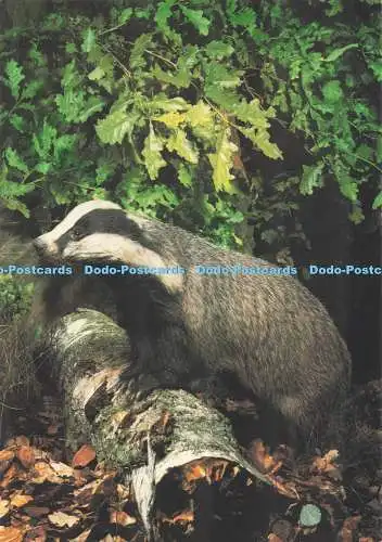D295851 Dachs. Wild Animals of Britain. Nr. 2. Hans Reinhard. Bruce Coleman
