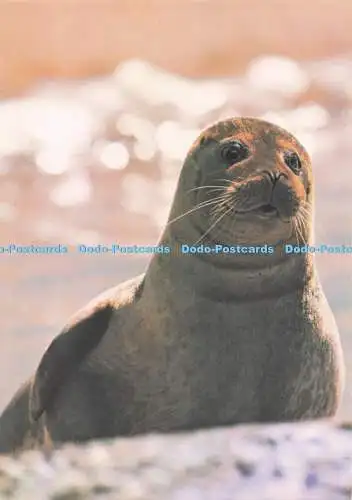 D295852 Common Seal. J. Arthur Dixon. Nr. 2. Jane Burton. Bruce Coleman