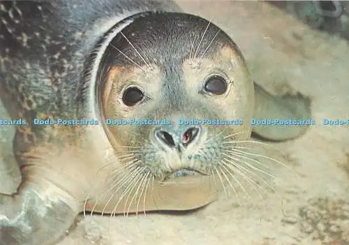 D295853 Young Common Seal. J. Arthur Dixon. Geoffrey Kinns